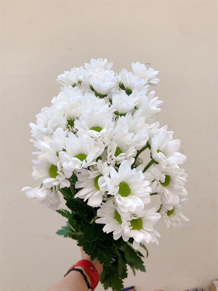 Cúc Chùm Trắng